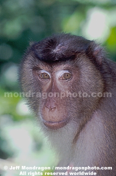 Pig-Tailed Macaque Monkey