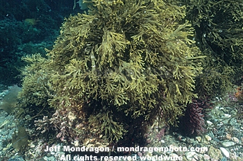 Brown Algae/Seaweed