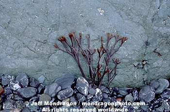 Red Algae