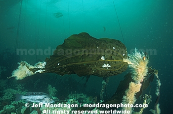Brown Algae