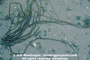 Brown Algae