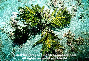 Bladder Chain Kelp
