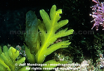 Brown Algae / Seaweed