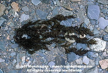 Northern Bladder Chain Kelp