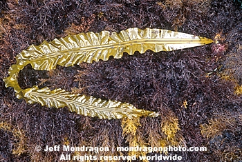 Three-Ribbed Kelp