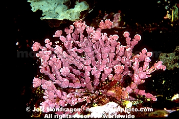 Articulated Coralline Algae