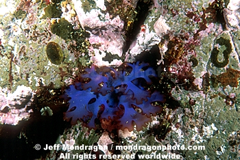 Red Algae / Seaweed