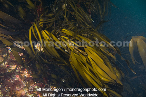 Seaweed Brown Algae 