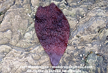 Red Algae