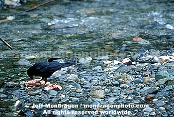 Crow Eating Salmon