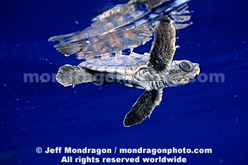 Baby Loggerhead Turtle