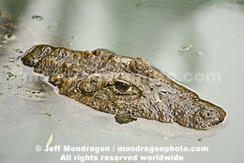 Broad-Snouted Caiman