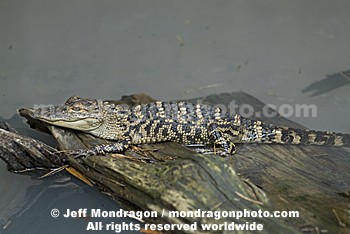 Baby American Alligator