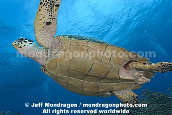 Hawksbill Sea Turtle