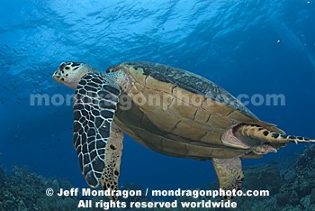 Hawksbill Sea Turtle