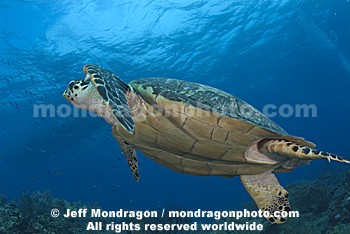 Hawksbill Sea Turtle