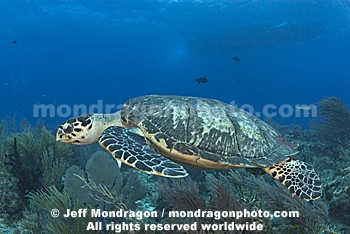 Hawksbill Sea Turtle