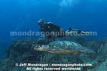 Hawksbill Sea Turtle