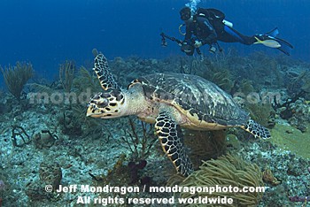 Hawksbill Sea Turtle