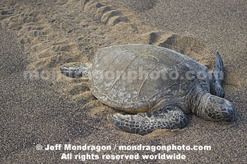 Green Sea Turtle