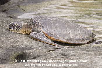 Green Sea Turtle