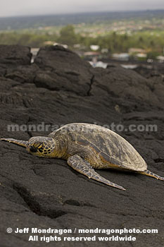 Green Sea Turtle