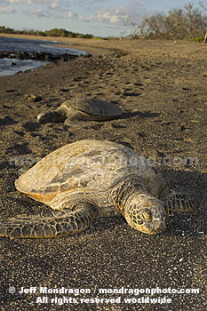 Green Sea Turtle