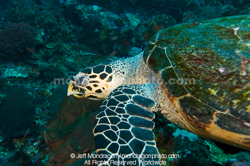 Green Sea Turtle