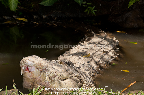 Saltwater Crocodile