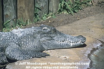 Siamese Crocodile