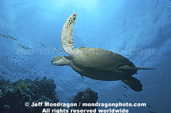 Green Sea Turtle