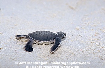Baby Green Sea Turtle