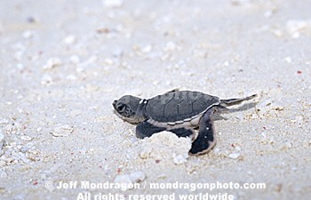 Baby Green Sea Turtle