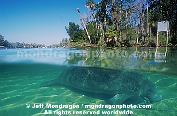 Manatee