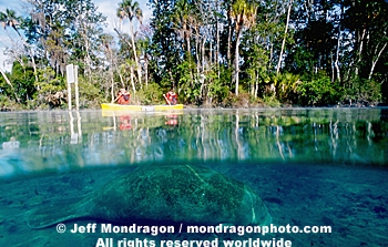 Manatee and Canoe