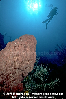 Giant Barrel Sponge