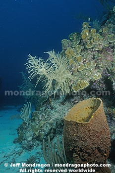 Netted Barrel Sponge
