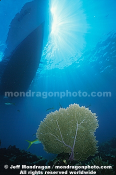 Sea Fan and Dive Boat