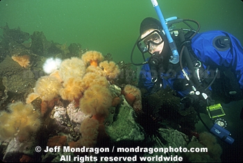 Diver and Anemones