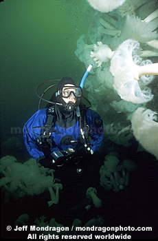 Diver with Metridium