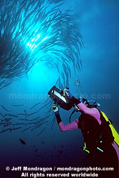 Diver Filming