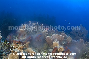 Coral and Sponges Spawning