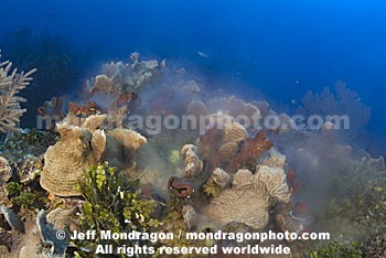Coral and Sponges Spawning