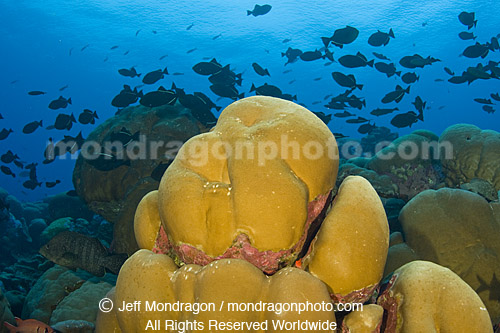 Hard Coral Reef
