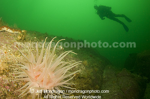 Scuba Diver