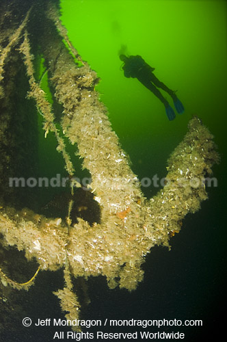 Scuba Diver