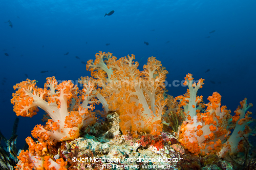 Soft Coral on Tropical Reef