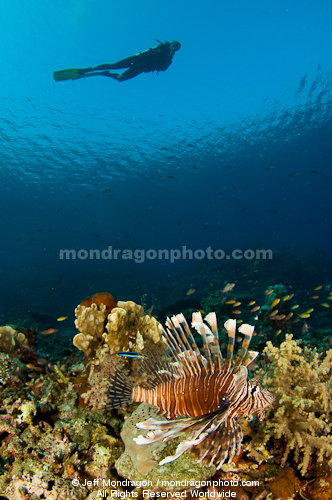 Scuba Diver and lionfish over Tropical C