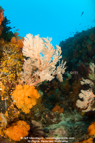 Tropical Coral Reef