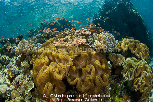 Tropical Fish on Coral Reef